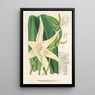 Charles Antoine Lemaire - Angrcum sesquipedale.webp