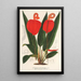 Anthurium Scherzerianum - Charles Antoine Lemaire — quadro incorniciato alla parete