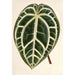 Riproduzione del dipinto Anthurium crystallinum - Charles Antoine Lemaire