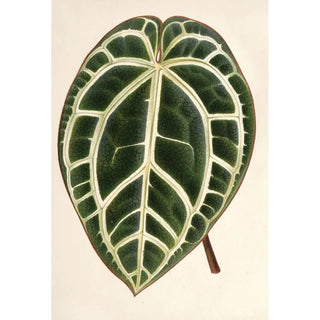 Charles Antoine Lemaire - Anthurium crystallinum.webp