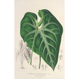 Charles Antoine Lemaire - Anthurium leuconeurum.webp