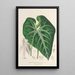 Anthurium leuconeurum - Charles Antoine Lemaire — gerahmtes Bild an der Wand