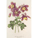 Aquilegia spectabilis - Charles Antoine Lemaire — Ansicht des Kunstwerks