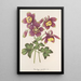 Aquilegia spectabilis - Charles Antoine Lemaire — gerahmtes Bild an der Wand