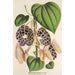Aristolochia Duchartrei - Charles Antoine Lemaire — Ansicht des Kunstwerks