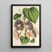 Aristolochia Duchartrei - Charles Antoine Lemaire — gerahmtes Bild an der Wand