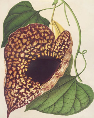 Charles Antoine Lemaire - Aristolochia cordiflora.webp