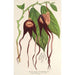 Reproduktion des Gemäldes Aristolochia tricaudata - Charles Antoine Lemaire