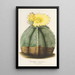 Reproduktion des Gemäldes Astrophytum myriostigma - Charles Antoine Lemaire