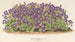 Aubriétia Campbelli var. - Charles Antoine Lemaire — Ansicht des Kunstwerks