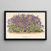 Aubriétia Campbelli var. - Charles Antoine Lemaire — gerahmtes Bild an der Wand