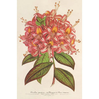 Charles Antoine Lemaire - Azala Bouquet de Flore Hort Versch.webp