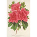 Azalea indica hybrida Madame Wagner - Charles Antoine Lemaire — Ansicht des Kunstwerks
