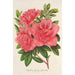 Azalea indica hybrida William Bull - Charles Antoine Lemaire — Ansicht des Kunstwerks