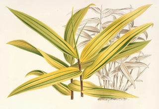 Charles Antoine Lemaire - Bambusa viridistriata.webp