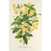 Berberis Hookerii - Charles Antoine Lemaire — Ansicht des Kunstwerks