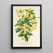 Berberis Hookerii - Charles Antoine Lemaire — gerahmtes Bild an der Wand