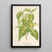 Bignonia picta - Charles Antoine Lemaire — gerahmtes Bild an der Wand