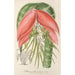 Reproduktion des Gemäldes Billbergia Baraquiniana - Charles Antoine Lemaire