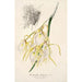 Reproduktion des Gemäldes Brassavola fragrans - Charles Antoine Lemaire