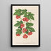 Riproduzione del dipinto Bryonopsis laciniata var erythrocarpa - Charles Antoine Lemaire