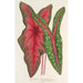 Caladium Baraquinii Troubetzkoy - Charles Antoine Lemaire — vista dell’opera