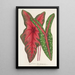 Caladium Baraquinii Troubetzkoy - Charles Antoine Lemaire — quadro incorniciato alla parete