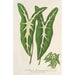 Caladium Lemaireanum - Charles Antoine Lemaire — Ansicht des Kunstwerks