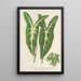 Caladium Lemaireanum - Charles Antoine Lemaire — gerahmtes Bild an der Wand