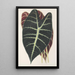 Riproduzione del dipinto Caladium Lowii - Charles Antoine Lemaire