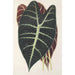 Riproduzione del dipinto Caladium Lowii - Charles Antoine Lemaire
