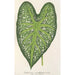 Caladium mirabile - Charles Antoine Lemaire — Ansicht des Kunstwerks