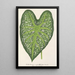 Caladium mirabile - Charles Antoine Lemaire — gerahmtes Bild an der Wand