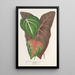 Reproduktion des Gemäldes Caladium varits - Charles Antoine Lemaire