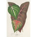 Reproduktion des Gemäldes Caladium varits - Charles Antoine Lemaire