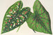 Caladium, neue Sorten oder Arten von - Charles Antoine Lemaire — Ansicht des Kunstwerks
