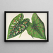 Caladium, neue Sorten oder Arten von - Charles Antoine Lemaire — gerahmtes Bild an der Wand