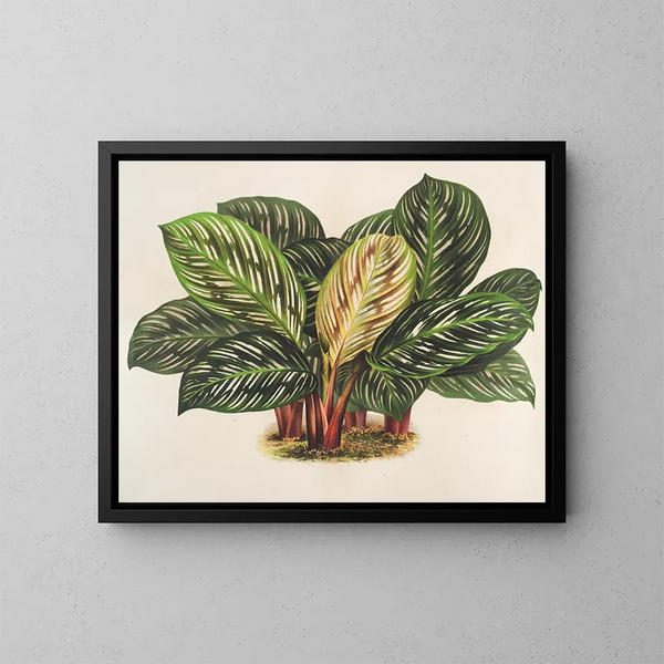 Calathea Maranta hieroglyphisch - Charles Antoine Lemaire — gerahmtes Bild an der Wand