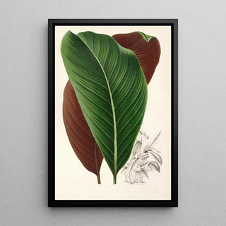 Charles Antoine Lemaire - Calathea pacifica.webp