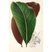 Calathea pacifica - Charles Antoine Lemaire — gerahmtes Bild an der Wand