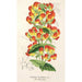Reproduktion des Gemäldes Calceolaria pisacomensis - Charles Antoine Lemaire