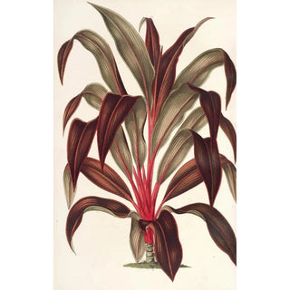 Charles Antoine Lemaire - Calodracon terminalis var Moorei.webp