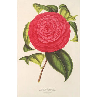Charles Antoine Lemaire - Camellia Adriana.webp