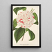 Reproduktion des Gemäldes Camellia Angelo Cocchi - Charles Antoine Lemaire