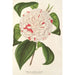 Reproduktion des Gemäldes Camellia Angelo Cocchi - Charles Antoine Lemaire
