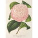 Riproduzione del dipinto Camellia Archiduc Étienne - Charles Antoine Lemaire