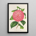 Camellia Baron de Vrière - Charles Antoine Lemaire — gerahmtes Bild an der Wand