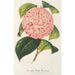 Camellia Bella Romana - Charles Antoine Lemaire — Ansicht des Kunstwerks