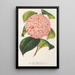 Camellia Bella Romana - Charles Antoine Lemaire — gerahmtes Bild an der Wand