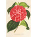 Reproduktion des Gemäldes Camellia Cariotta Peloso Hybride - Charles Antoine Lemaire